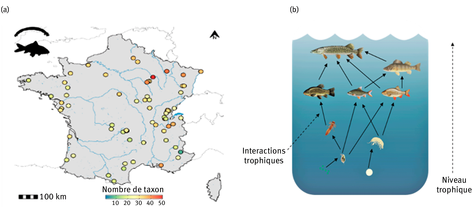 Figure 1. (a) Distribution spatiale de la richesse taxonomique des macroinvertébrés et des poissons, au sein des soixante-sept plans d’eau étudiés. (b) Représentation schématique d’un réseau trophique.