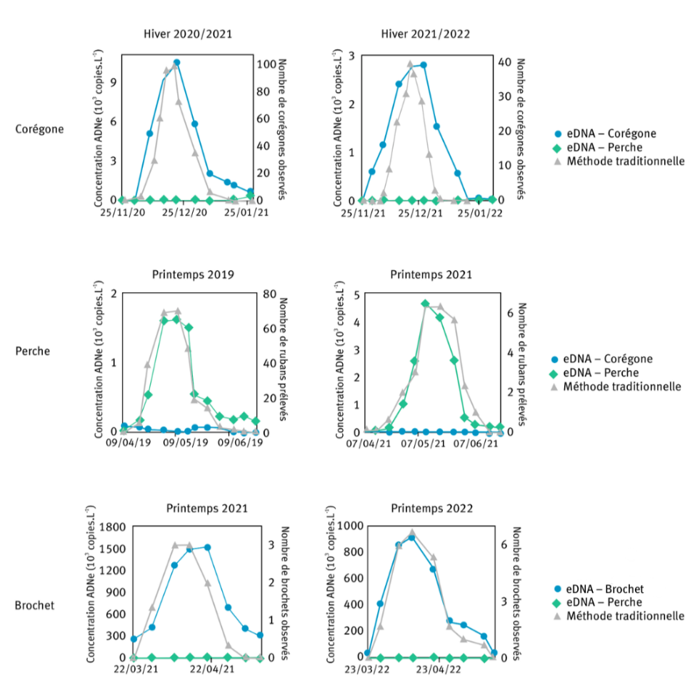 Figure 3. Comparaison entre méthodes traditionnelles et ADNe (ADN environnemental) pour le suivi de la phénologie de la reproduction du corégone, de la perche et du brochet dans le Léman : suivi hebdomadaire effectué par ADNe sur l’espèce en cours de reproduction et sur une espèce contrôle, en parallèle d’une méthode traditionnelle (pêche au filet ou observations visuelles pour le corégone, collecte des rubans d’œufs sur supports artificiels pour la perche, et observations visuelles pour le brochet). Les résultats sont présentés sous forme de moyennes mobiles sur trois dates consécutives.