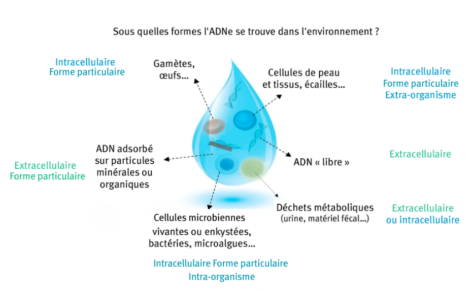Figure 1. Illustration des différentes formes d’ADN environnemental retrouvées dans l’eau. llustration de Closek et al. (2019) modifiée et complétée.