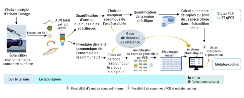 Figure 2. Illustration des deux principales méthodes d’ADN environnemental utilisées notamment pour la détection des poissons. L’approche ciblée quantitative par Digital PCR ou PCR Quantitative permettant de quantifier une ou quelques espèces simultanément, et le métabarcoding permettant l’obtention d’une liste faunistique pour le groupe biologique ciblé.
