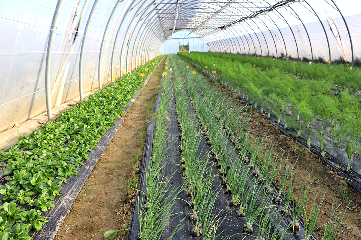 Photo 1. Production diversifiée sous tunnel maraicher de pleine terre.