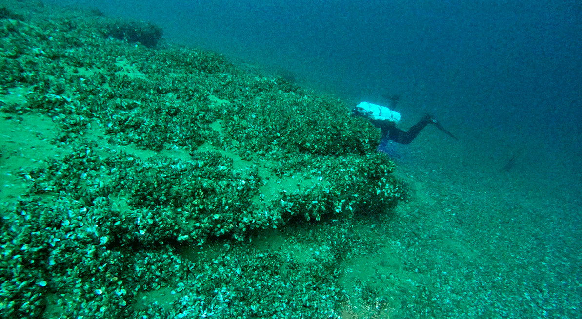 Figure 3. Plongeur en observation dans le Léman ; on peut voir partout la moule quagga.