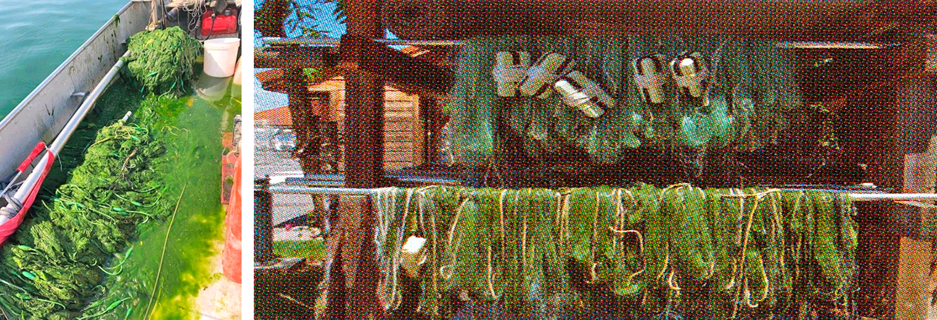 Figure 1. L’algue filamenteuse Mougeottia dans les filets de pêche.