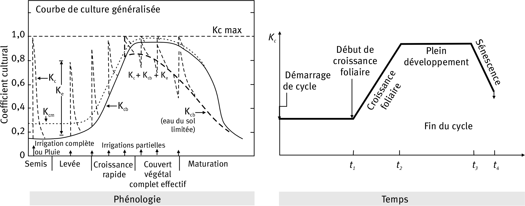 Figure 2. À gauche : évolution des coefficients culturaux en fonction de la phénologie ; le trait continu représente la transpiration, le trait pointillé long ajoute l’évaporation, avec éventuellement une réduction liée au stress hydrique ; le pointillé court résulte d’un lissage temporel. Source : ASCE Environmental and Water Resources Institute et Evapotranspiration in Irrigation and Hydrology Committee (2025). À droite: modèle simplifié (Allen et al., 1998), décrivant le cycle à partir d’évolutions linéaires en fonction du temps.