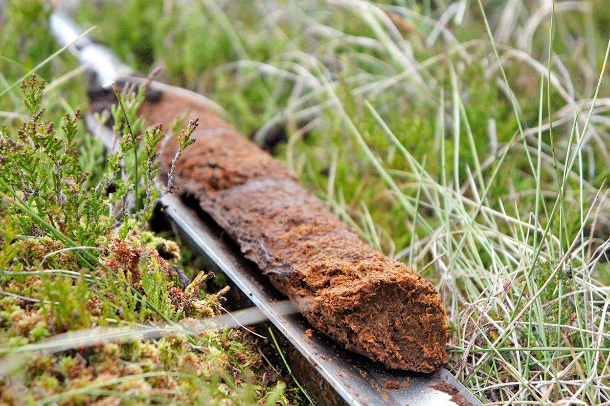 Une image contenant herbe, plein air, bois, plante

Le contenu généré par l’IA peut être incorrect.