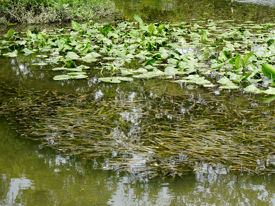 Une image contenant plein air, eau, nature, bassin Le contenu généré par l’IA peut être incorrect.