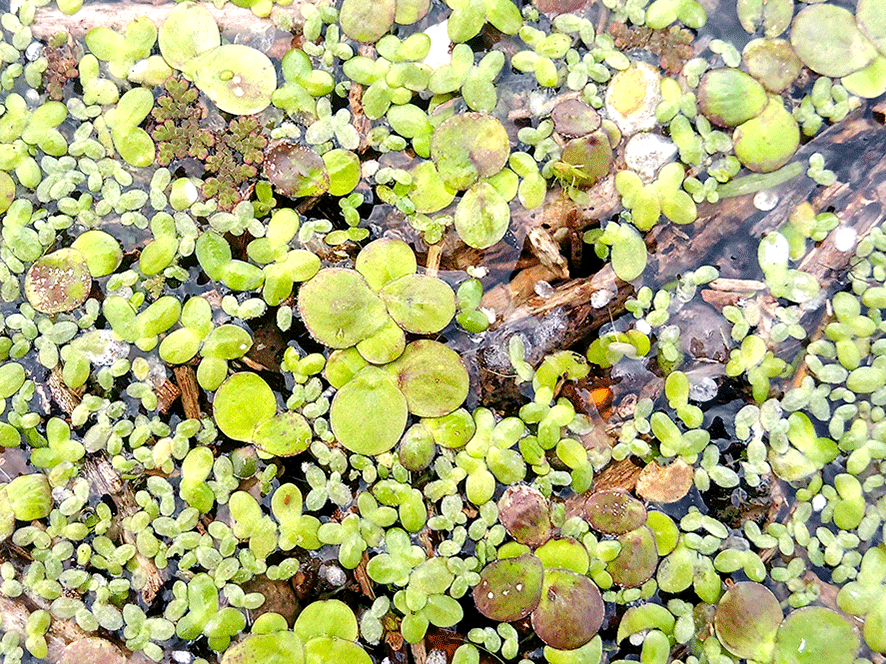 Une image contenant plein air, plante Le contenu généré par l’IA peut être incorrect.