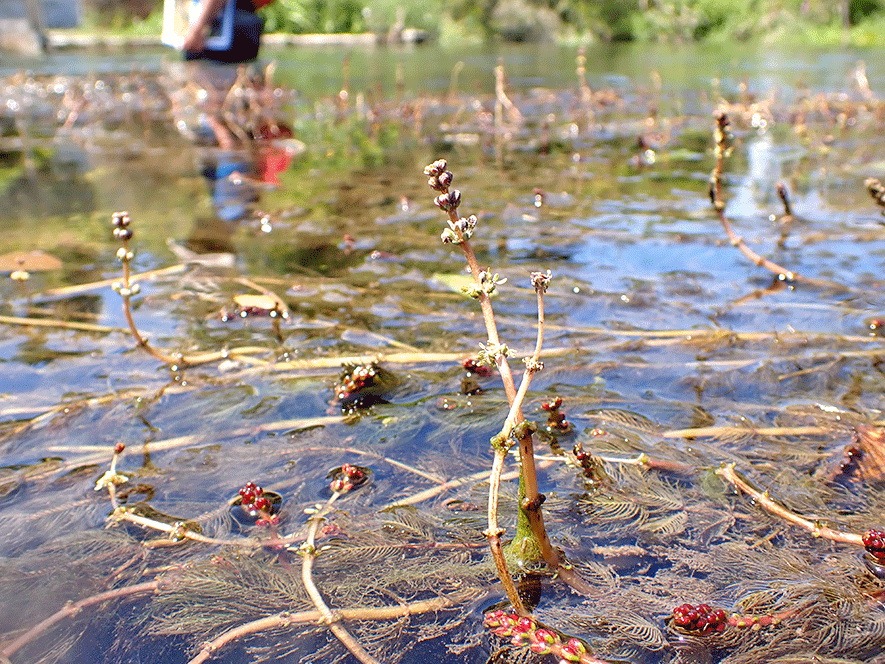Une image contenant plein air, lac, eau, plante Le contenu généré par l’IA peut être incorrect.