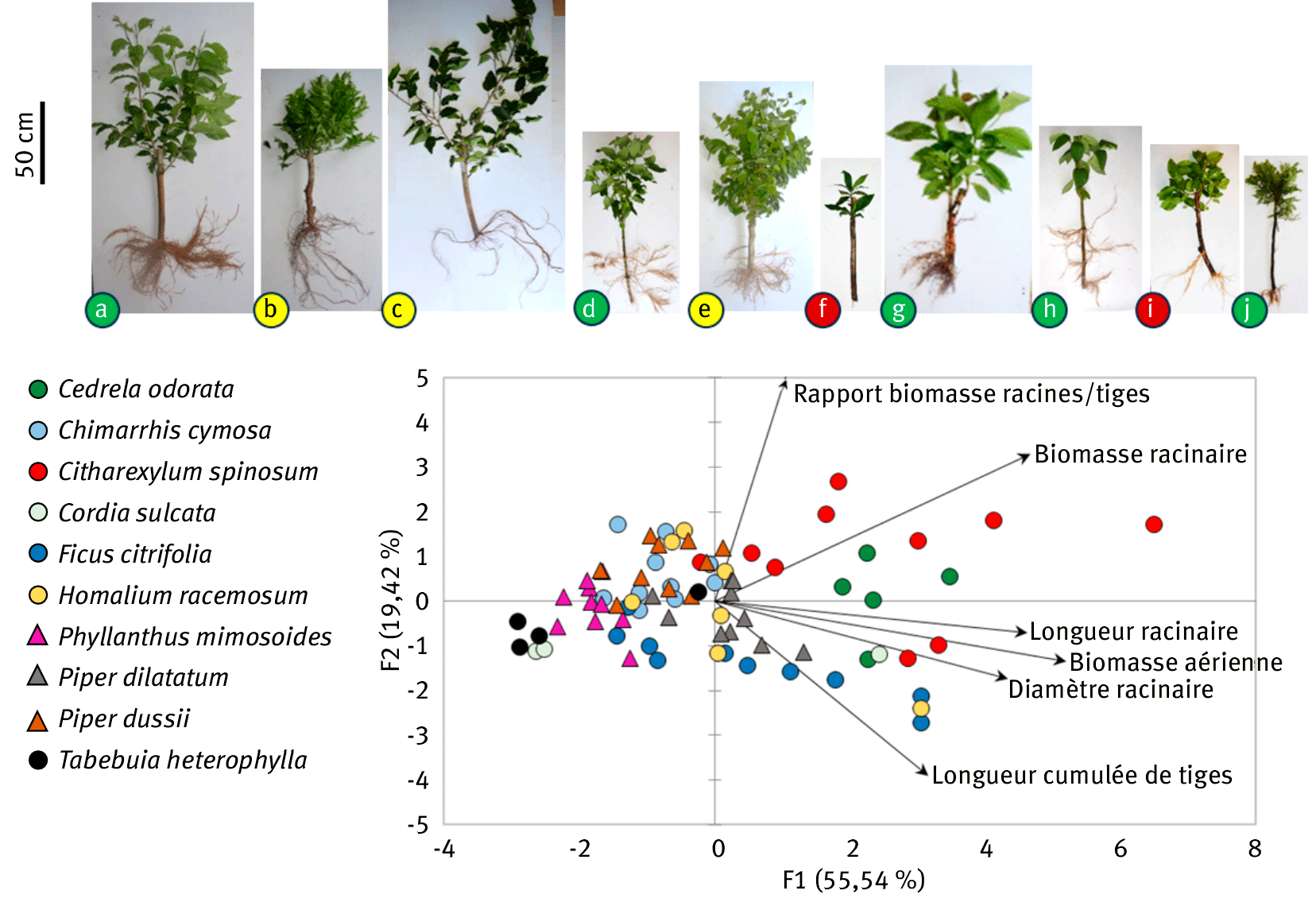 Une image contenant texte, capture d’écran, arbre Le contenu généré par l’IA peut être incorrect.