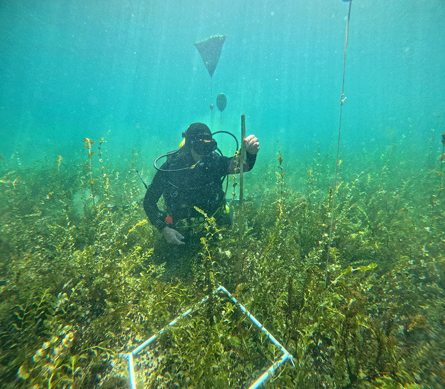 Une image contenant eau, sous-marin, plonger, tuba Le contenu généré par l’IA peut être incorrect.