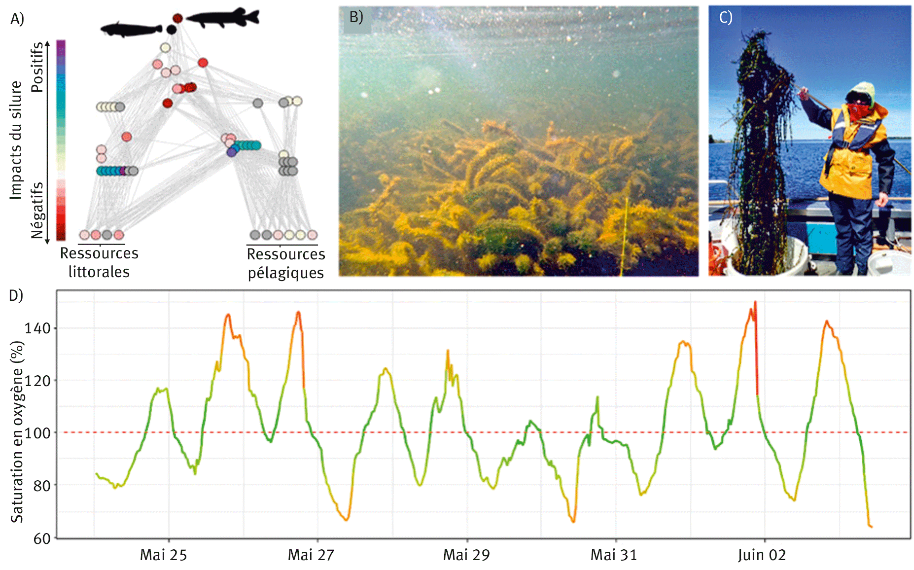 Figure 3. Exemples d’impacts trophiques et non trophiques d’espèces exotiques en lacs. Dans les grands lacs alpins, le silure glane peut avoir des impacts directs (prédation), mais aussi indirects (cascades trophiques) sur les abondances des espèces résidentes (A). Les macrophytes exotiques comme Egeria densa (B) dans les lacs landais peuvent recouvrir les fonds sur plusieurs centaines d’hectares, atteindre plusieurs mètres de longueur (C) et induire des impacts non trophiques sur les organismes aquatiques en changeant les biotopes physiques des zones littorales et en affectant les conditions physico-chimiques comme l’oxygènation des eaux (D). Sans activité biologique, l’oxygène dissous devrait être à 100 % de saturation (ligne rouge pointillée).