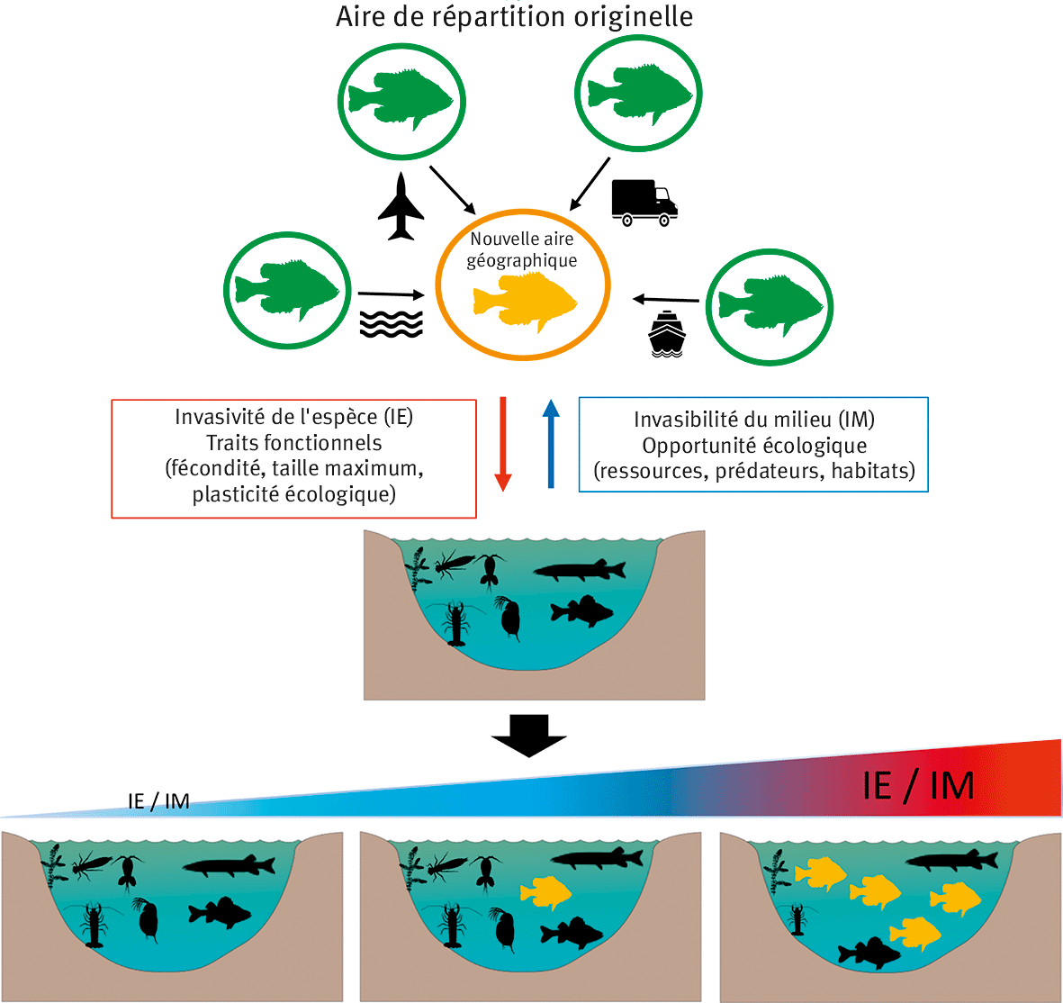 Figure 1. Les voies d’introduction des espèces exotiques en lacs sont associées à tous les types de transport « longue distance » utilisés par l’Homme dont découlent des introductions intentionnelles et non intentionnelles. Quand l’espèce exotique colonise un nouveau lac, son établissement à long terme est déterminé à la fois par ses caractéristiques écologiques (traits fonctionnels, IE) et la biodiversité lacustre (opportunités écologiques, IM). En fonction de ces deux critères découle un ensemble de scénarios allant de l’échec d’implantation de l’espèce exotique (faibles IE et IM) à un fort développement de l’espèce occasionnant des impacts écologiques majeurs. Dans ce cas, l’espèce est considérée comme invasive (forts IE et IM).