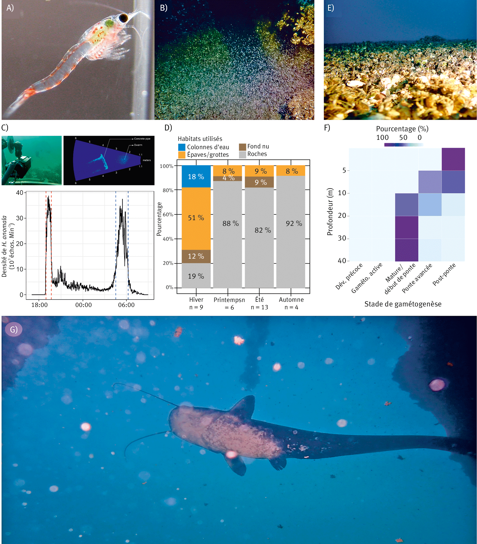 Figure 2. Hemimysis anomala (A) peut former des essaims géants (B) en fin d’hiver. Ses périodes d’activités, identifiées par caméra acoustique, montrent une activité nocturne contrainte par l’intensité lumineuse (C). Cette espèce change d’habitat au cours de l’année (D). La moule quagga (Dreissena rostriformis bugensis) peut atteindre des densités de plusieurs milliers d’individus/m² (E) et sa dynamique de reproduction varie avec la profondeur (F). Le silure glane (Silurus glanis) est connu pour être un poisson benthique mais dans les grands lacs alpins, il peut aussi fréquenter la zone pélagique (G).