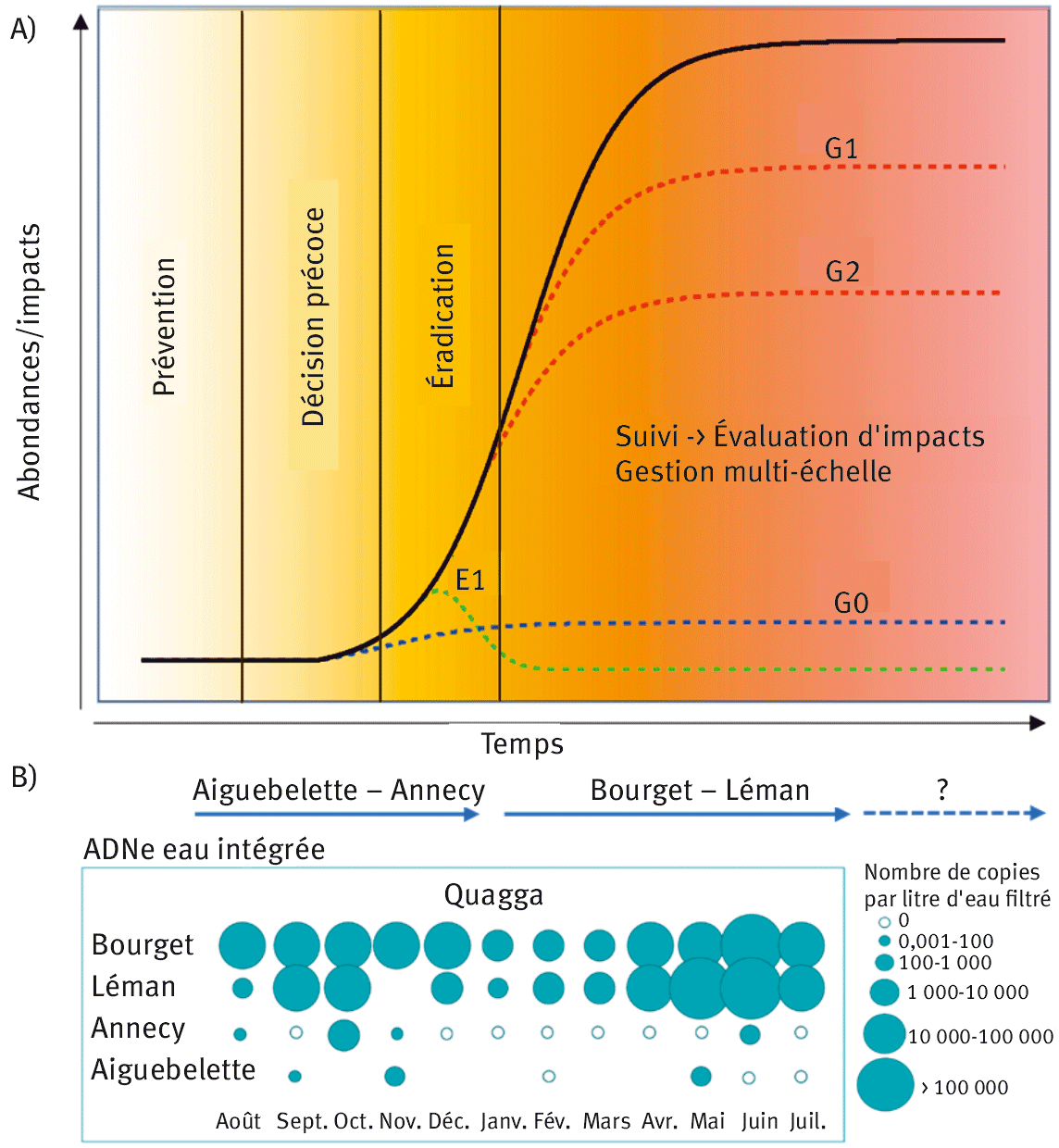 Figure 4. (A) Modalités de gestion variant en fonction du taux d’établissement d’une espèce exotique. La première étape consiste à prévenir l’arrivée de l’espèce exotique dans l’écosystème concerné par une mise en place de pratiques adéquates, de communication auprès du grand public. La prévention peut s’accompagner de la mise en place d’un suivi pour valider l’absence de l’espèce exotique ou détecter sa présence dans les stades précoces de colonisation (par ex. ADNe). En début de colonisation, le développement de l’espèce peut être faible et rester ainsi par la suite, ceci ne nécessitant donc pas d’actions de gestion (G0). Dans le cas où l’espèce exotique montre un taux de développement préoccupant, la mise en place d’un plan d’éradication peut être envisagée (E1) (e.g. moissonnage localisé). Si l’éradication échoue ou n’est pas possible, le suivi du développement de l’espèce dans l’écosystème peut être mis en place pour suivre sa dynamique (par ex. taux de recouvrement, estimations d’abondances) et ses impacts. À ce stade, des mesures de gestion concertées multi-facettes consistent à 1) limiter l’ampleur de son développement (par ex. prélèvements ciblés, G1 et G2), 2) envisager des actions de restauration ciblées sur des sites spécifiques et 3) limiter la propagation de l’espèce vers d’autres sites. (B) Les différences de signaux d’ADNe pour la moule quagga dans les grands lacs alpins montre des niveaux de colonisation très variables entre lacs suggérant des actions de gestion différentes (Vautier et al., 2024). Les flèches bleues informent des modalités de gestion attendues (A) pour la moule quagga dans les 4 lacs suivis d’après leur niveau de développement actuel.