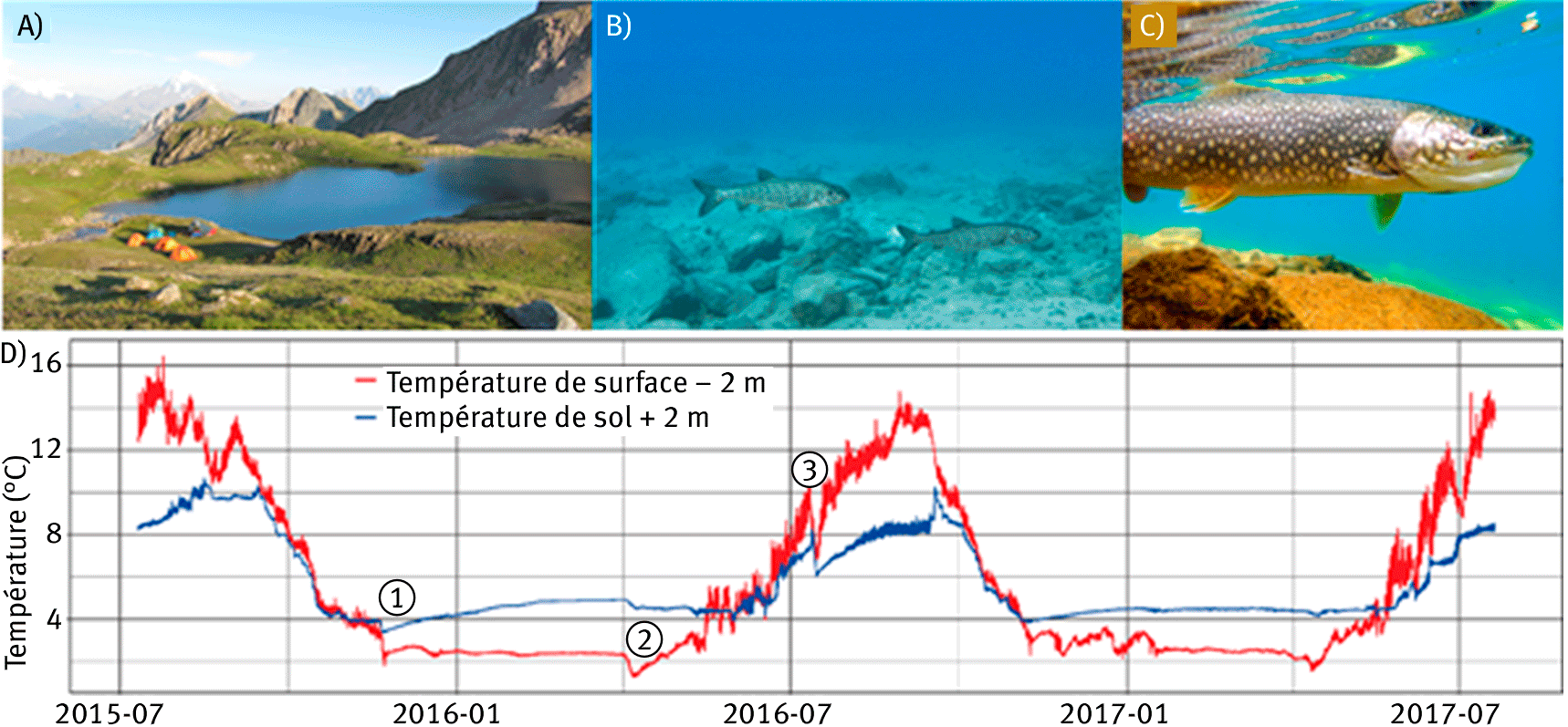 Figure 1. (A) Lac de la Forclaz (2 471 m), typique des lacs d’altitude formés par une dépression issue du retrait glaciaire. Le campement est installé au bord du lac et permet à l’équipe scientifique d’effectuer l’ensemble des investigations de terrain sur plusieurs jours. (B) Jeunes cristivomers issus d’une population naturalisée dans le lac Pépin (2 728 m). L’habitat aquatique est très minéral et la transparence de l’eau reflète les faibles concentrations en nutriments présents dans l’eau (oligotrophie). (C) Les cristivomers adultes peuvent atteindre des tailles de plus de 60 cm, mais certains individus peuvent approcher le mètre et vivre plusieurs décennies. (D) La température est une variable environnementale particulièrement contraignante pour le développement des Salmonidés dans ces milieux d’altitude avec des effets sur leur métabolisme mais aussi sur la disponibilité en ressources. Les enregistrements thermiques, ici lac du Lou (2 035 m), montrent que l’englacement de la surface du lac se produit dès fin novembre (1) et se termine fin avril (2) avec une diminution momentanée de la température des eaux de surface dûe à la fonte de la glace. On note aussi la présence de chute momentanée de température affectant à la fois les eaux de surface et de fond en lien avec des événements météorologiques locaux (3)