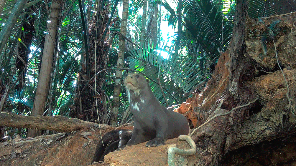 Photo 1. Photographie prise au piège photographique d’une Loutre géante.