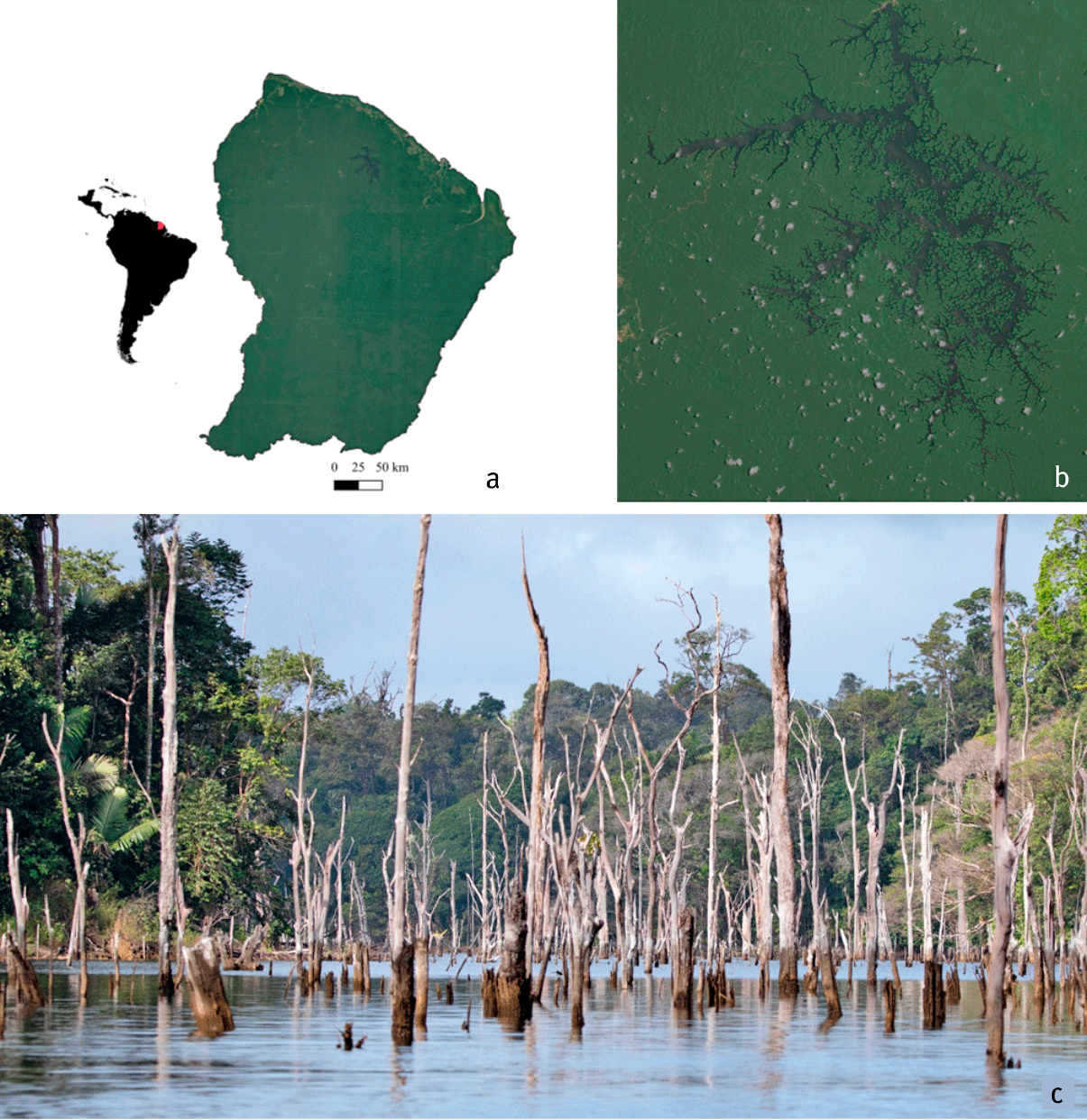 Figure 1. a. Position géographique de la Guyane ; b. Images satellites du lac de Petit-Saut ; c. Photographie du lac de Petit-Saut et de ses bois morts.