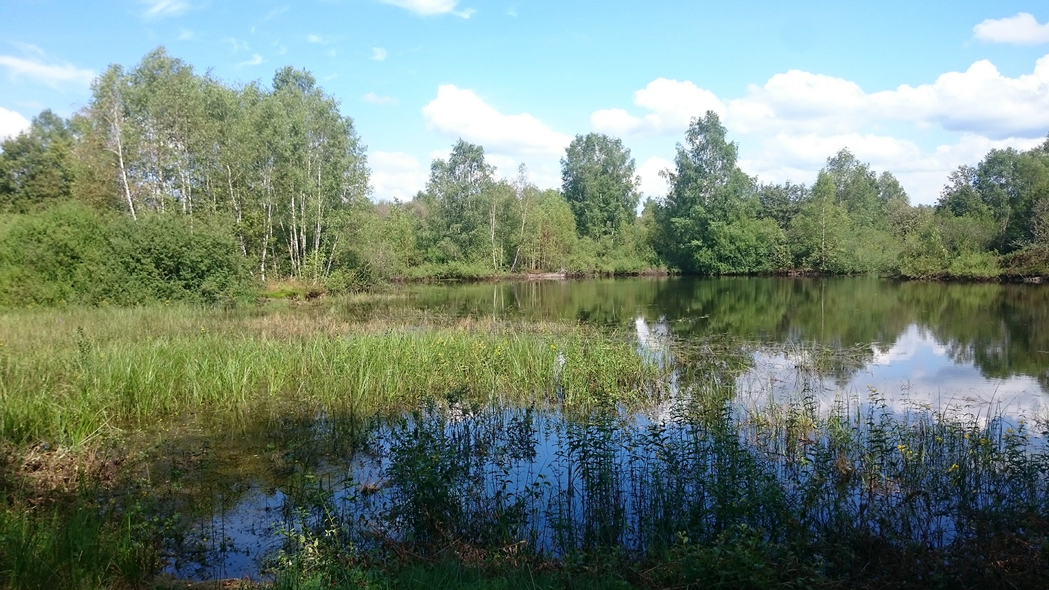 Zone humide en forêt dans les Vosges.